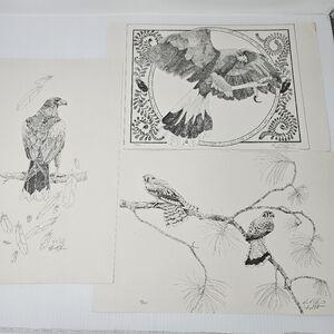 Harris Hawk Bird Art Prints Numbered & Artist Signed Wildlife Set Of 3
